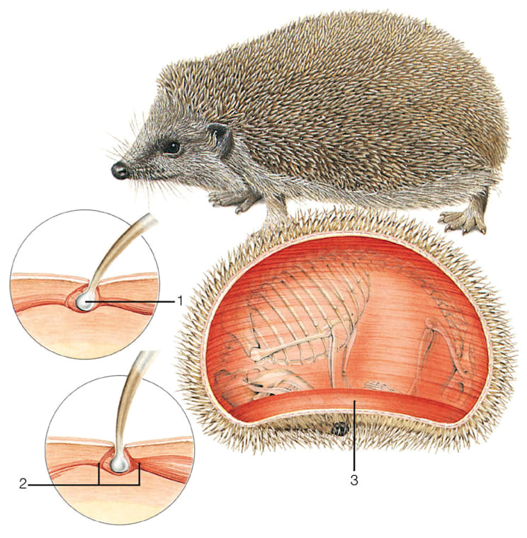 Igel: Grafik