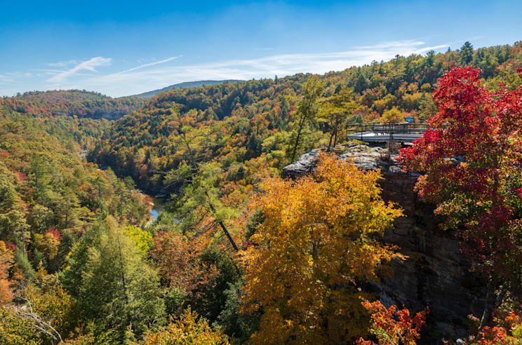 Cumberlandplateau: Waldfläche