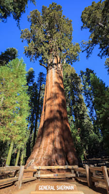 Sequioia National Park: General Sherman