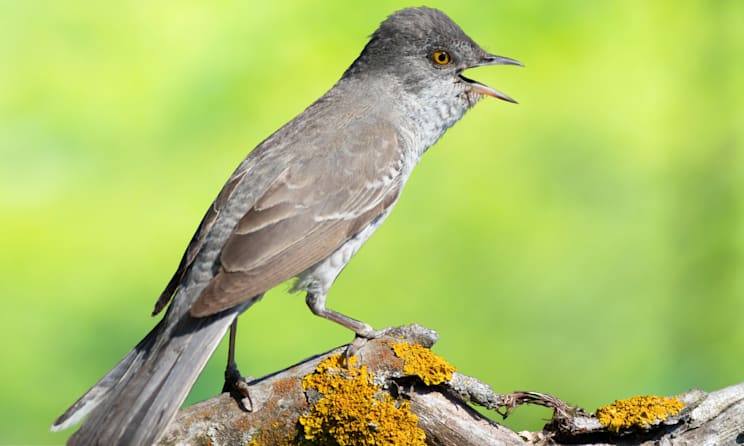 Grasmücken: Sperbergrasmücke