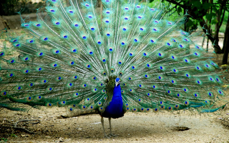 Pfauen: Blauer Pfau