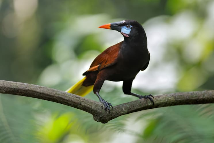 Stärlinge: Montezumastirnvogel (Psarocolius montezuma)