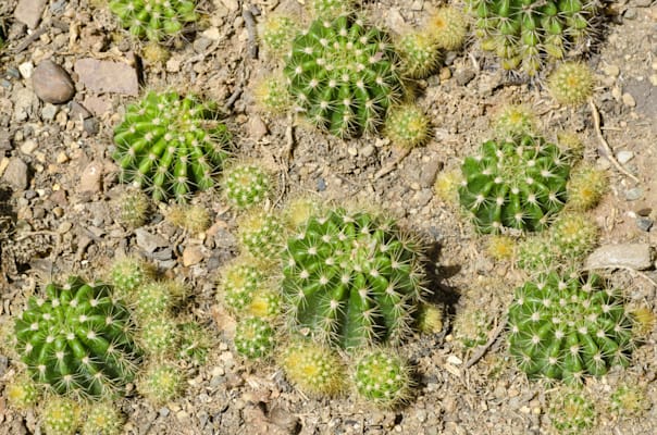 Echinopsis