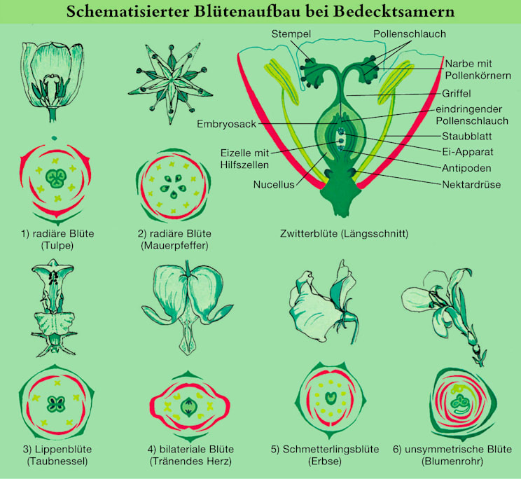 Blüte: Bedecktsamer (Grafik)