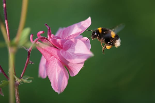 Akelei: Blüte mit Hummel