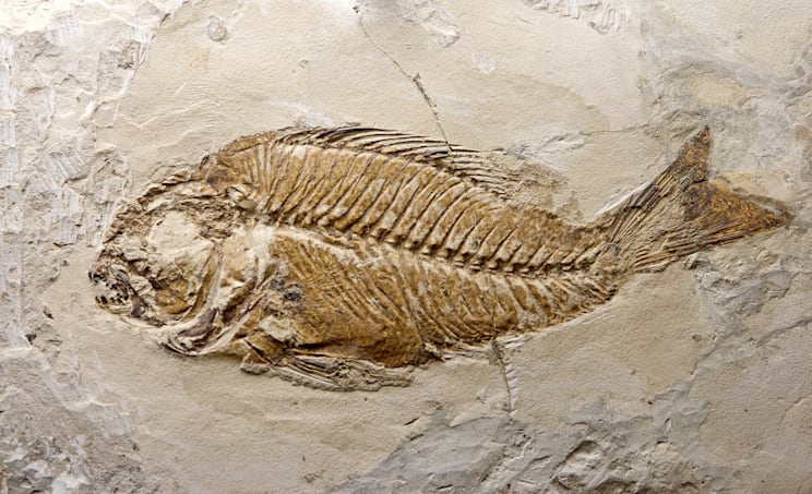 Fossilien: Fische
