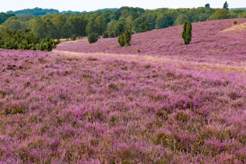 Lüneburger Heide, Niedersachsen