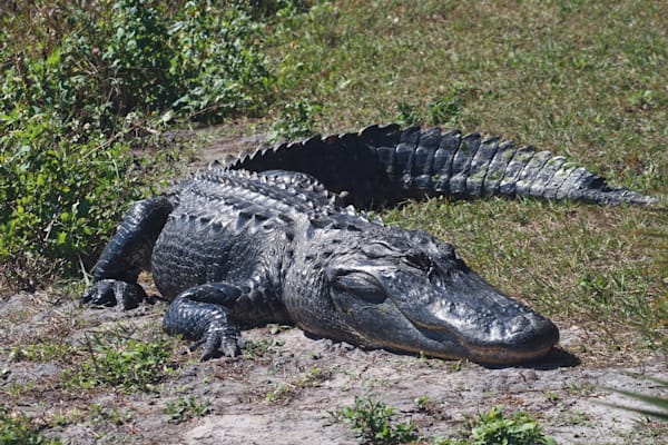 Alligator: Mississippi-Alligator