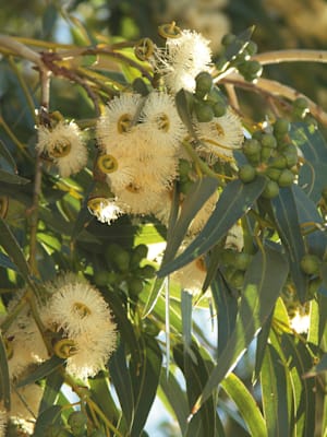 Eukalyptus: Blüte