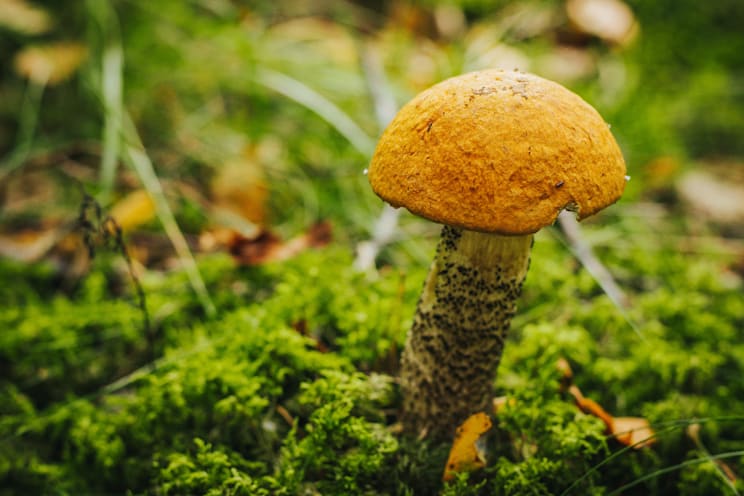 Rotkappen: Espenrotkappe