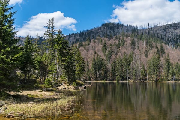 Bayerischer Wald