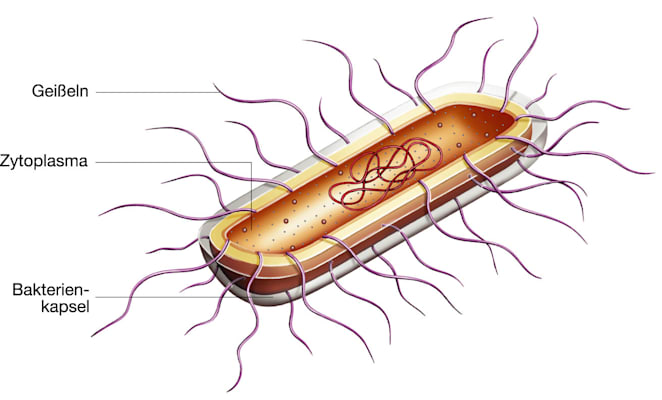 Bakterium: schematisierte Darstellung (Grafik)