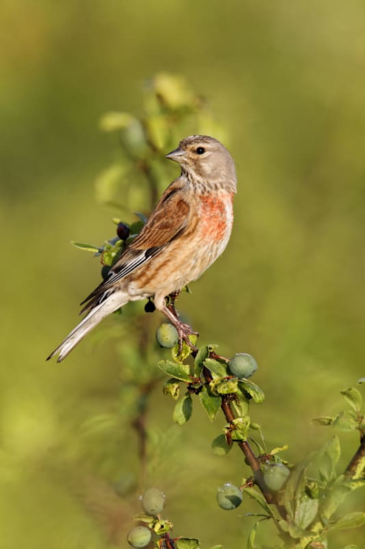 Hänfling: Bluthänfling