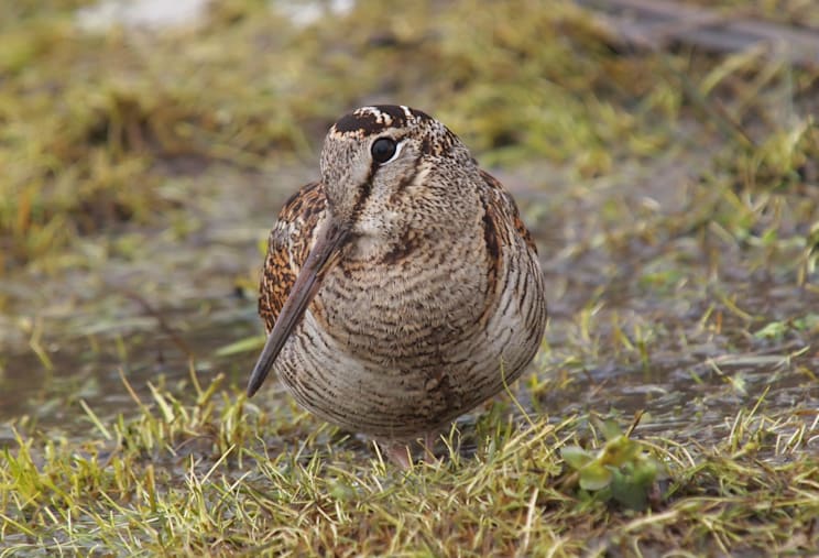 Schnepfen: Waldschnepfe