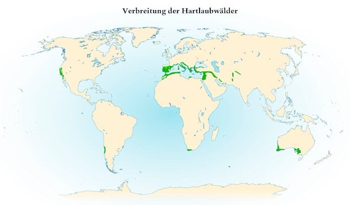 Wald: Hartlaubwald