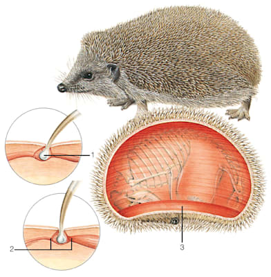 Igel: Grafik