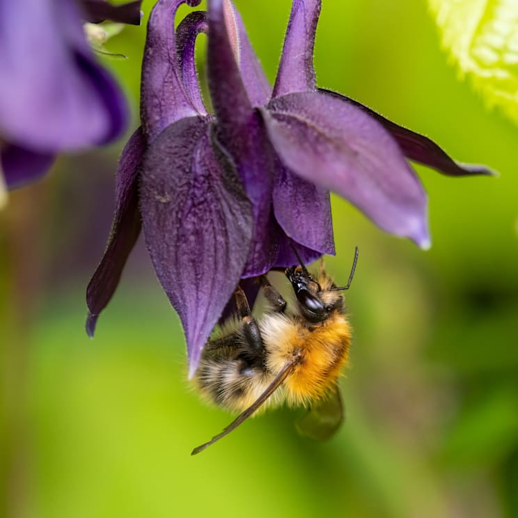 Akelei: Blüte mit Hummel