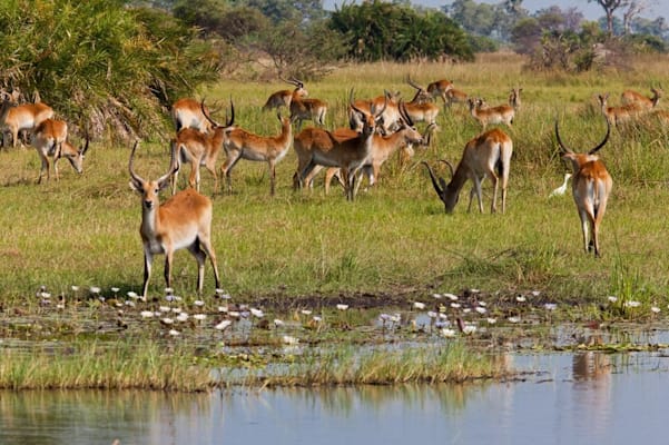 Ruaha: Impalas