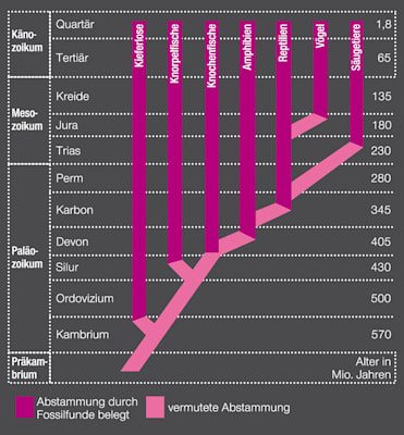 Evolution: Stammbaum der Wirbeltiere