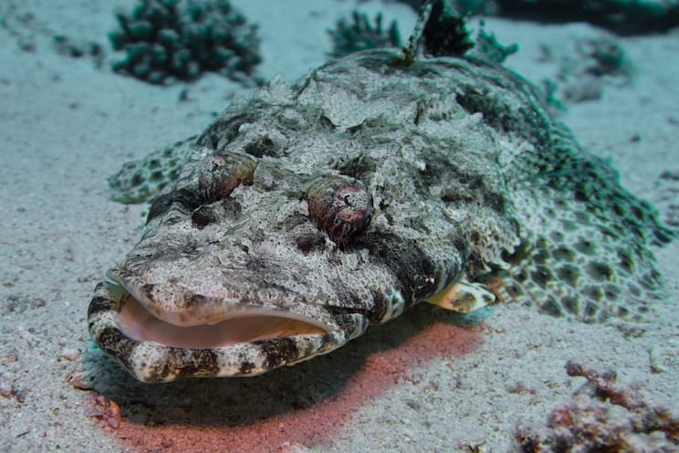 Farbanpassung: Teppichkrokodilfisch