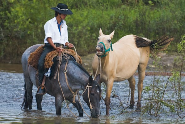 Gaucho