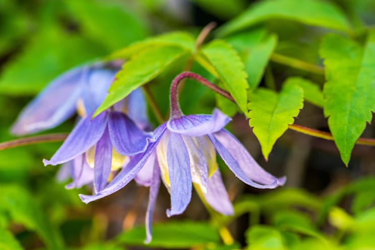 Waldrebe: Alpenwaldrebe