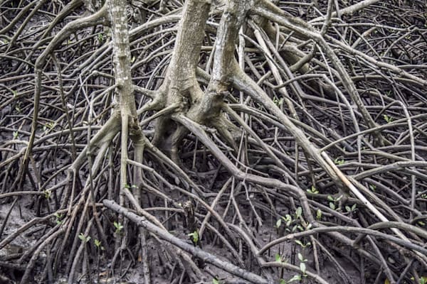 Mangrove