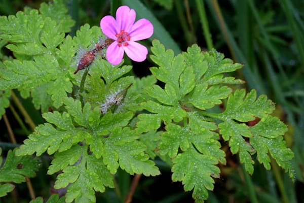 Storchschnabel: Stinkender Storchschnabel