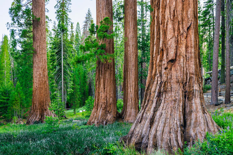Weltnaturerbe: Yosemite National Park
