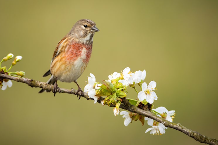 Hänfling: Bluthänfling