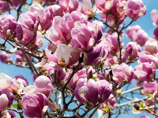 Magnolie: Tulpenmagnolie