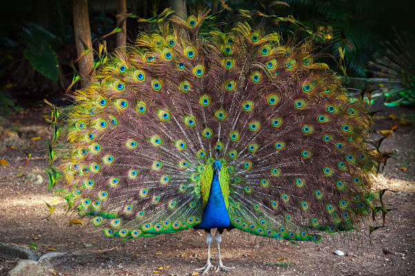 Pfau