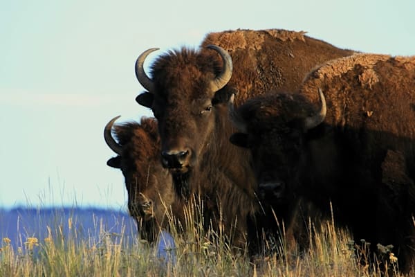 Bison: National Bison Range