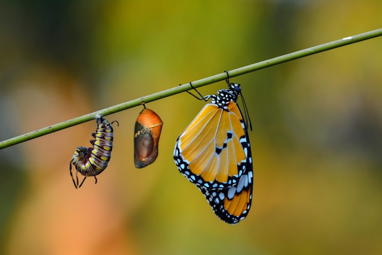 Metamorphose: Schmetterling