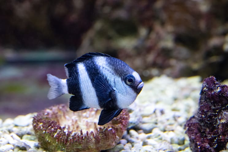 Preußenfische: Dreibinden-Preußenfisch