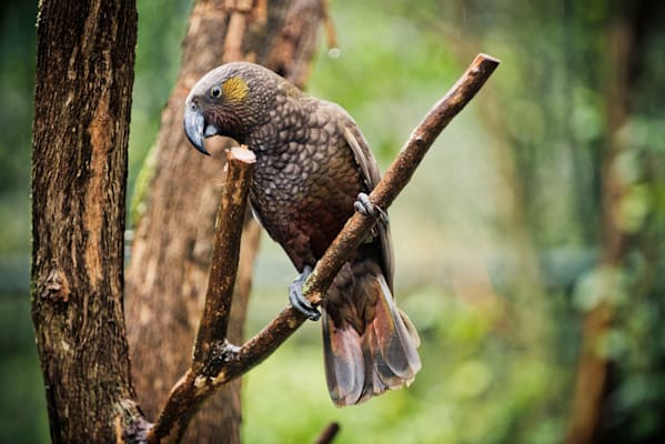 Nestorpapageien: Kaka