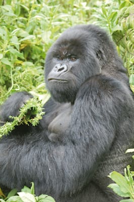 Gorillas: Berggorilla im Nationalpark Virunga