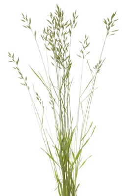 Trespe: Weiche Trespe (Bromus hordaceus)