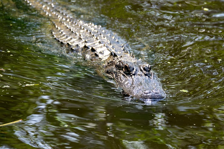 Alligator: Mississippi-Alligator