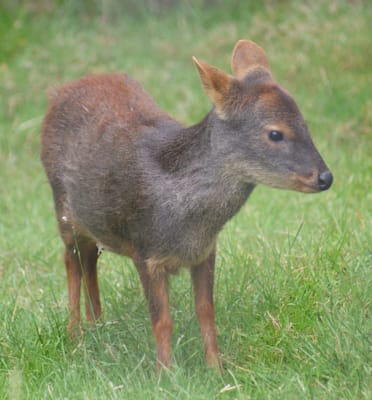 Pudus: Südlicher Pudu