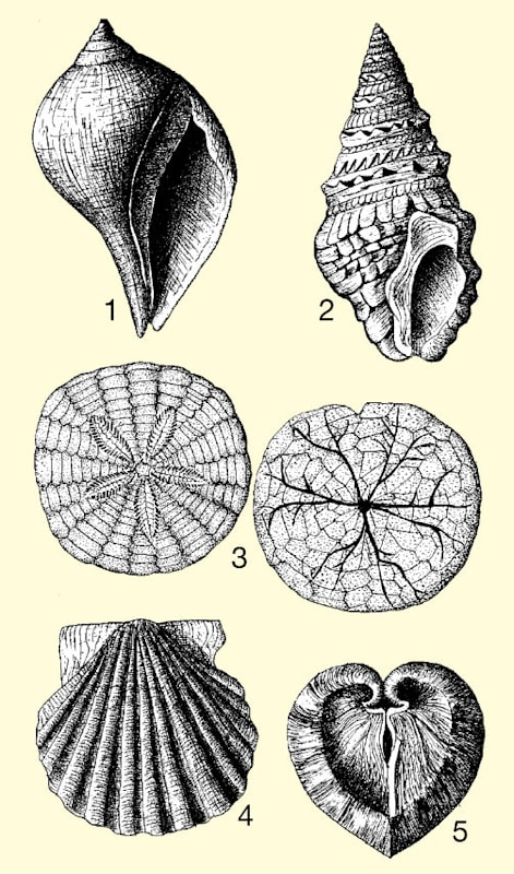 Leitfossilien Tertiär
