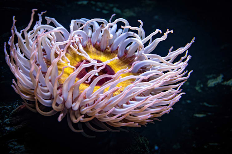 Aktinien: Seeanemone