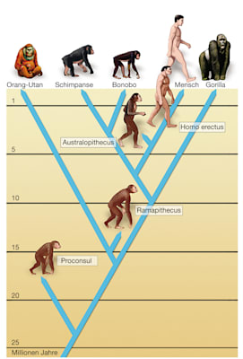 Stammbaum der Menschenaffen