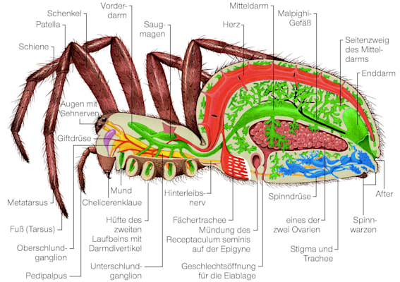 Spinnen: Anatomie