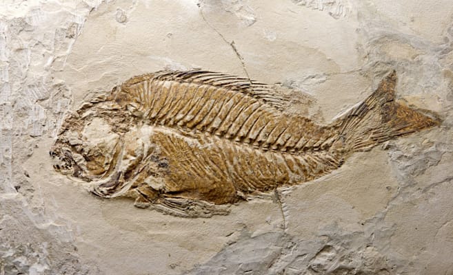 Fossilien: Fische