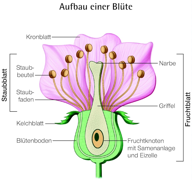 Blüte