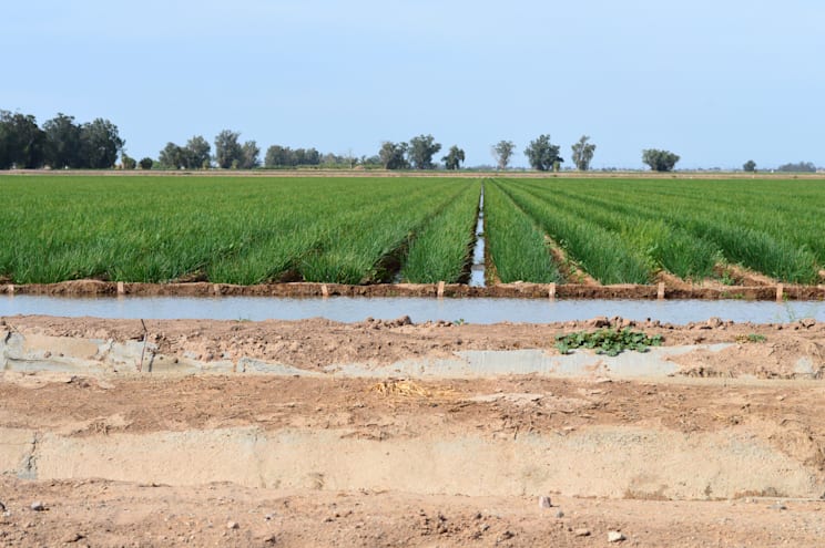 Imperial Valley: Landwirtschaft