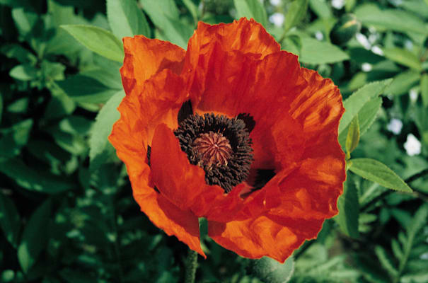 Türkischer Mohn