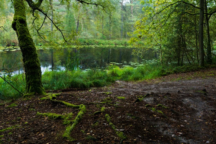 Müritz-Nationalpark