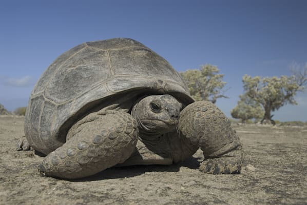 Seychellen-Riesenschildkröte